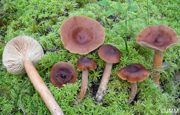 Lactarius badiosanguineus