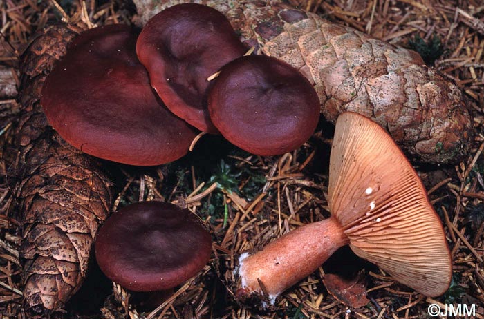 Lactarius badiosanguineus