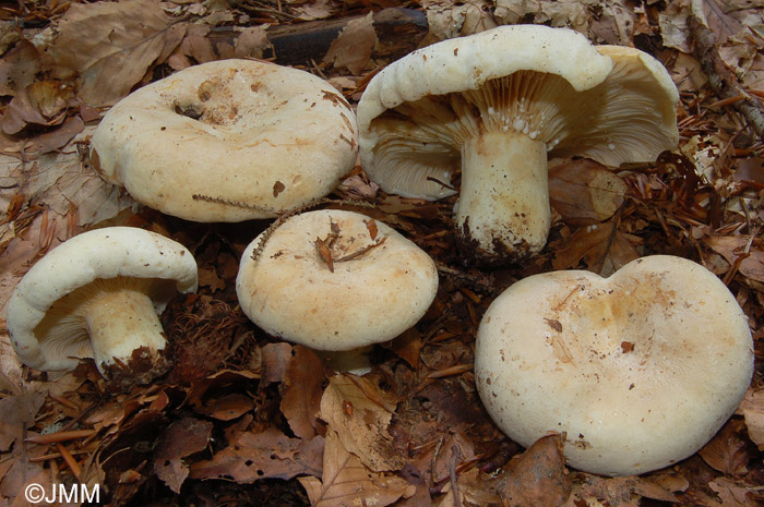 Lactarius bertillonii 