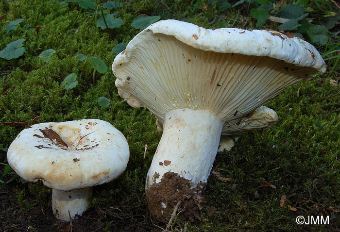 Lactarius bertillonii var. queletii