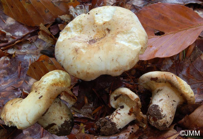 Lactarius bertillonii var. queletii