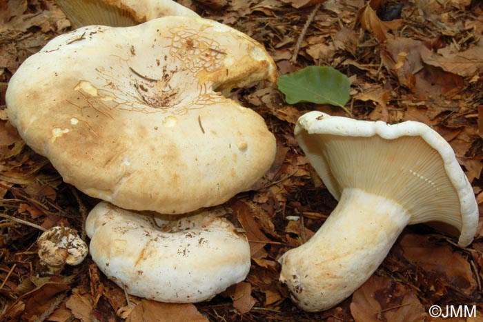 Lactarius bertillonii var. queletii