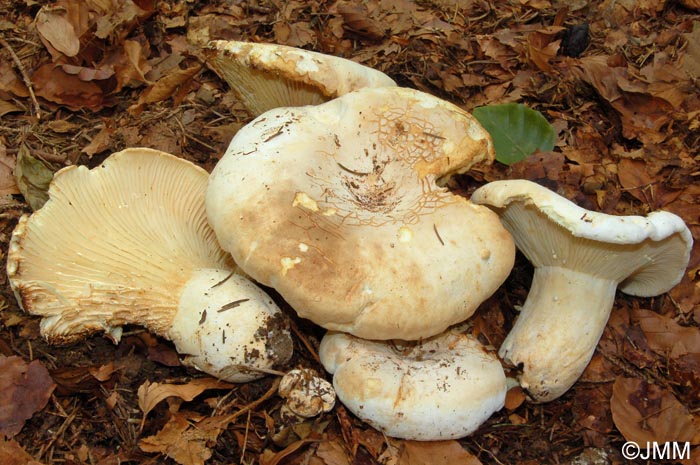 Lactarius bertillonii var. queletii