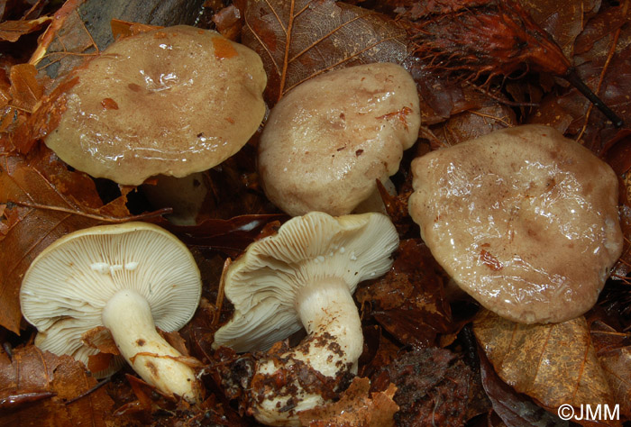 Lactarius blennius