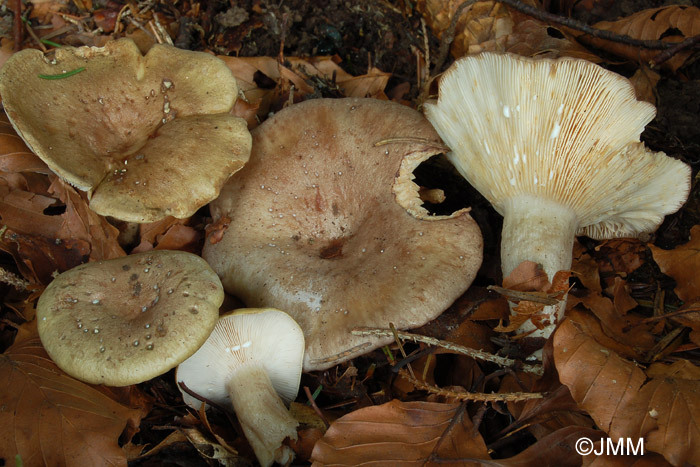 Lactarius blennius