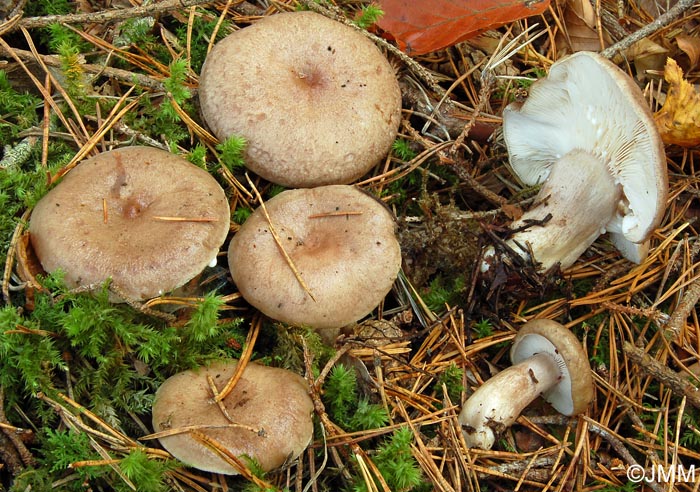 Lactarius blennius