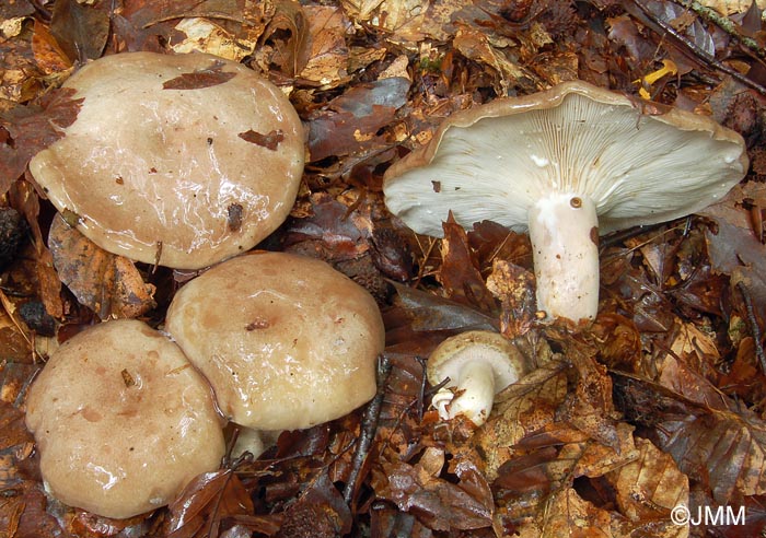 Lactarius blennius