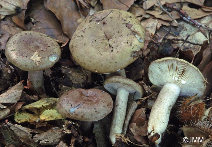 Lactarius blennius f. virescens