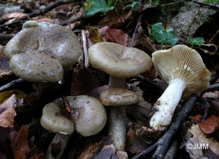 Lactarius blennius f. virescens