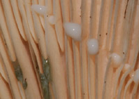 Lactarius blennius : lait blanc verdissant