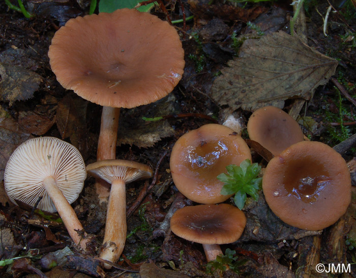 Lactarius brunneohepaticus