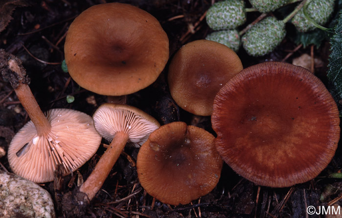 Lactarius brunneohepaticus