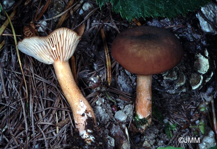 Lactarius brunneohepaticus