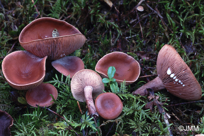 Lactarius camphoratus