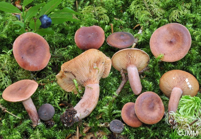 Lactarius camphoratus