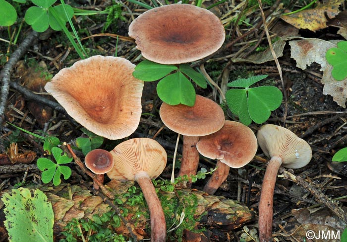 Lactarius camphoratus