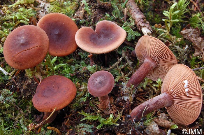 Lactarius camphoratus