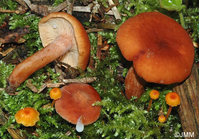 Lactarius camphoratus et Rickenella fibula