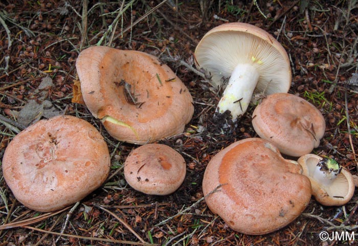 Lactarius chrysorrheus