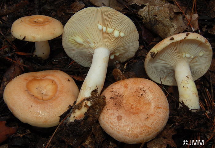 Lactarius chrysorrheus