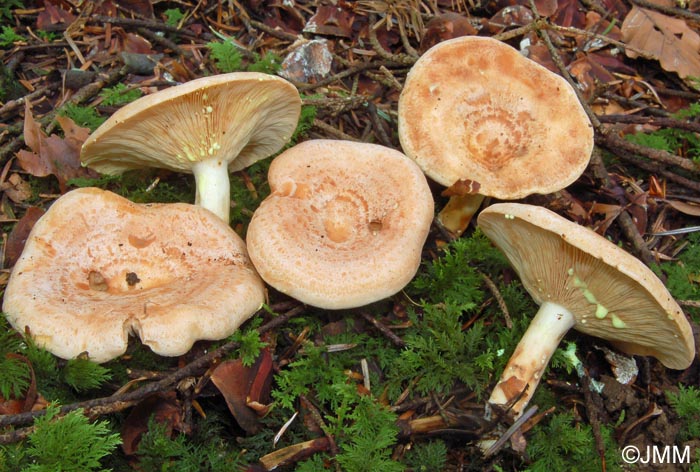 Lactarius chrysorrheus