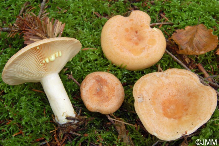 Lactarius chrysorrheus