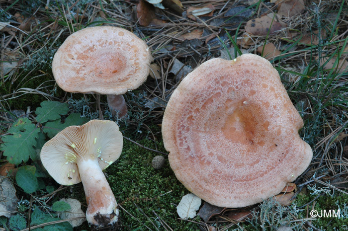 Lactarius chrysorrheus