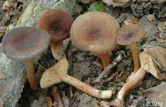 Lactarius cimicarius