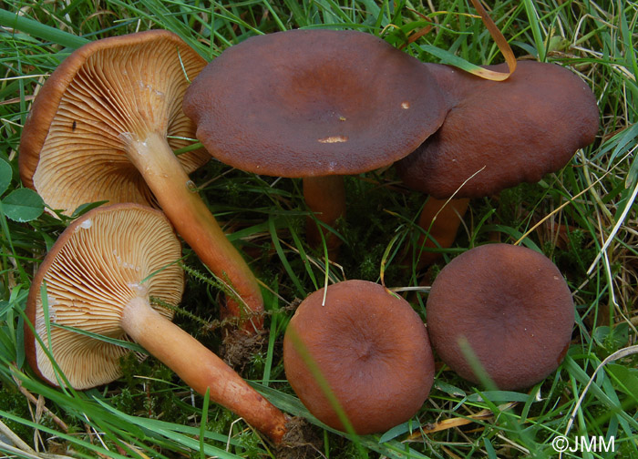 Lactarius cimicarius