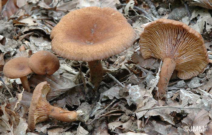 Lactarius cimicarius