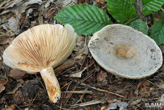 Lactarius circellatus