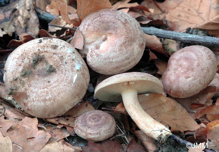 Lactarius circellatus