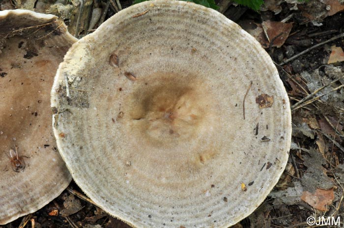 Lactarius circellatus