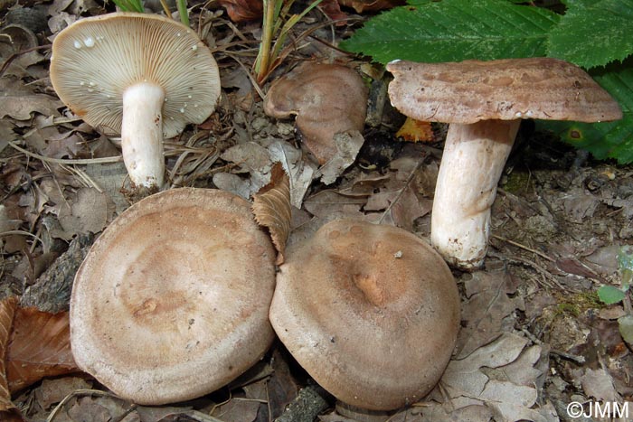 Lactarius circellatus