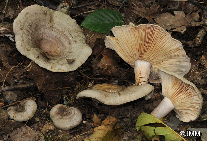 Lactarius circellatus