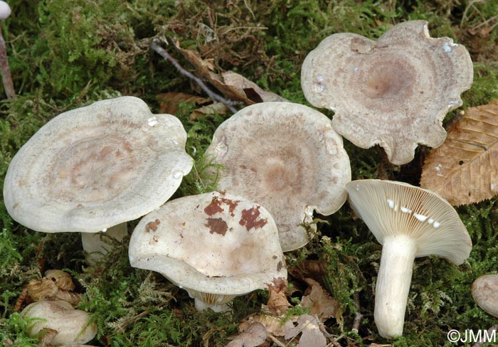 Lactarius circellatus