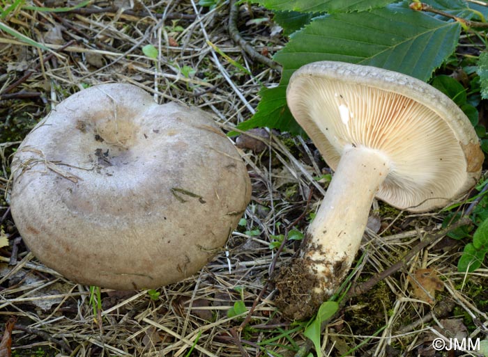 Lactarius circellatus