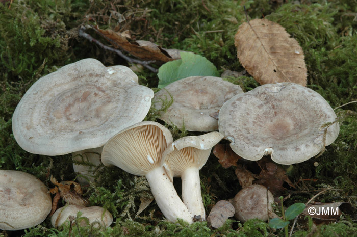 Lactarius circellatus