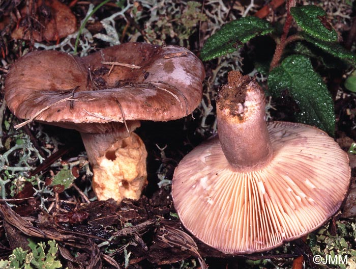 Lactarius cistophilus