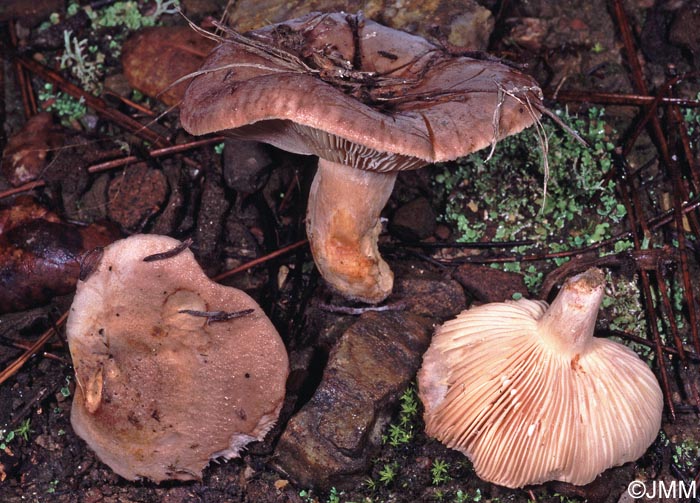 Lactarius cistophilus