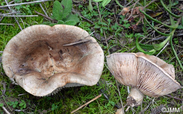 Lactarius cistophilus