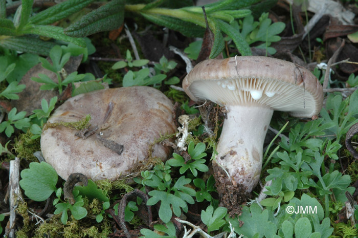 Lactarius cistophilus