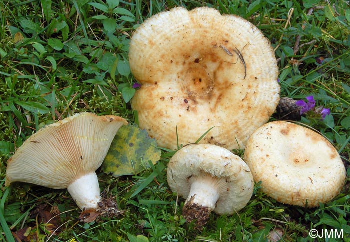 Lactarius citriolens