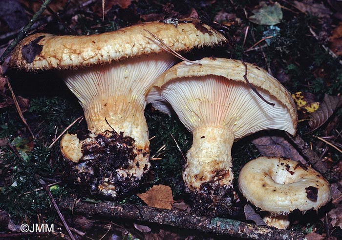 Lactarius citriolens