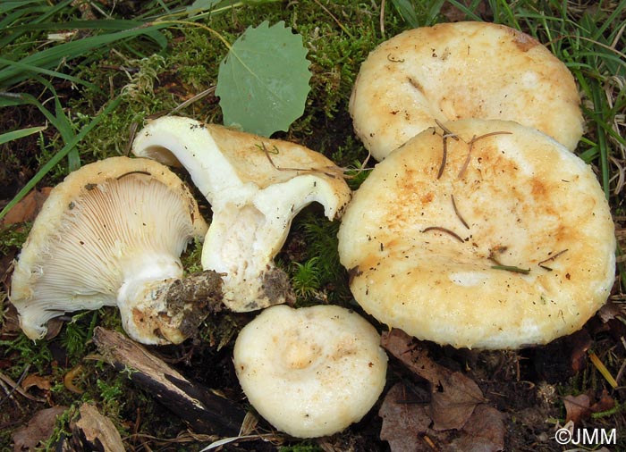 Lactarius citriolens