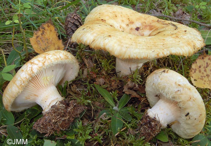 Lactarius citriolens