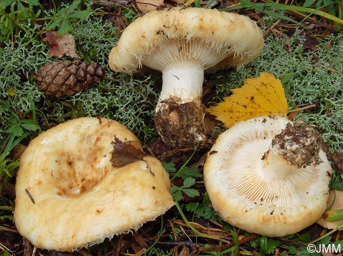 Lactarius citriolens