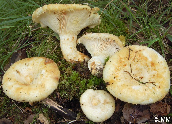 Lactarius citriolens