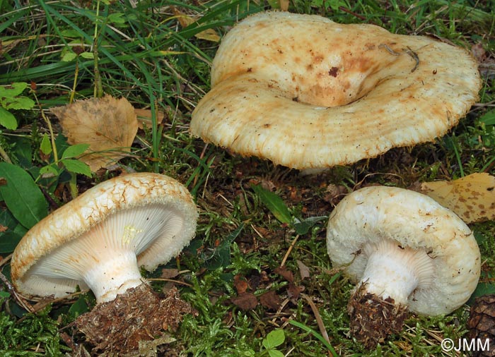 Lactarius citriolens