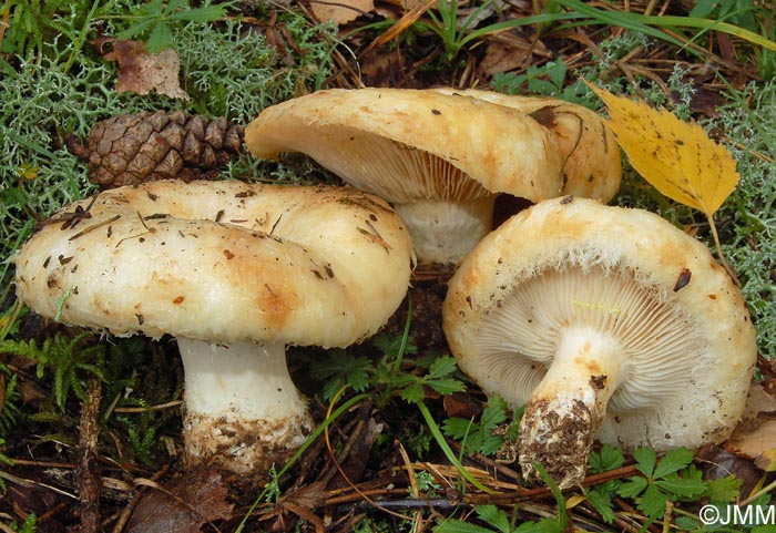 Lactarius citriolens